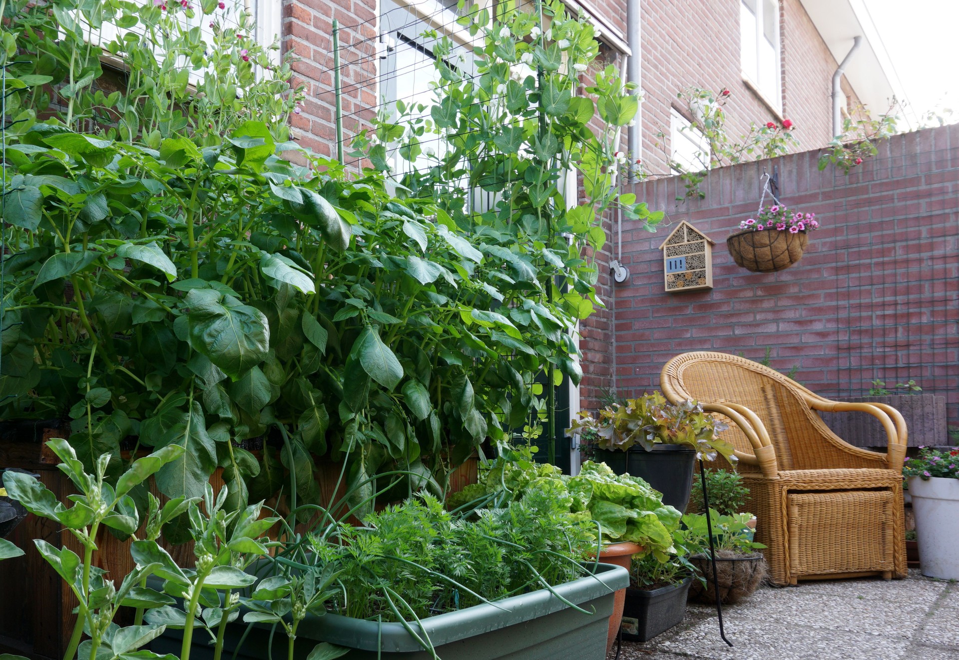 Fresh Organic vegetable garden with raised beds. with beans for vertical gardening. homemade vegetables in a urban city. like tomatoes, potatoes, salad, carrots, strawberry. basic food grown in the city. local produce. backyard. little area gardening.