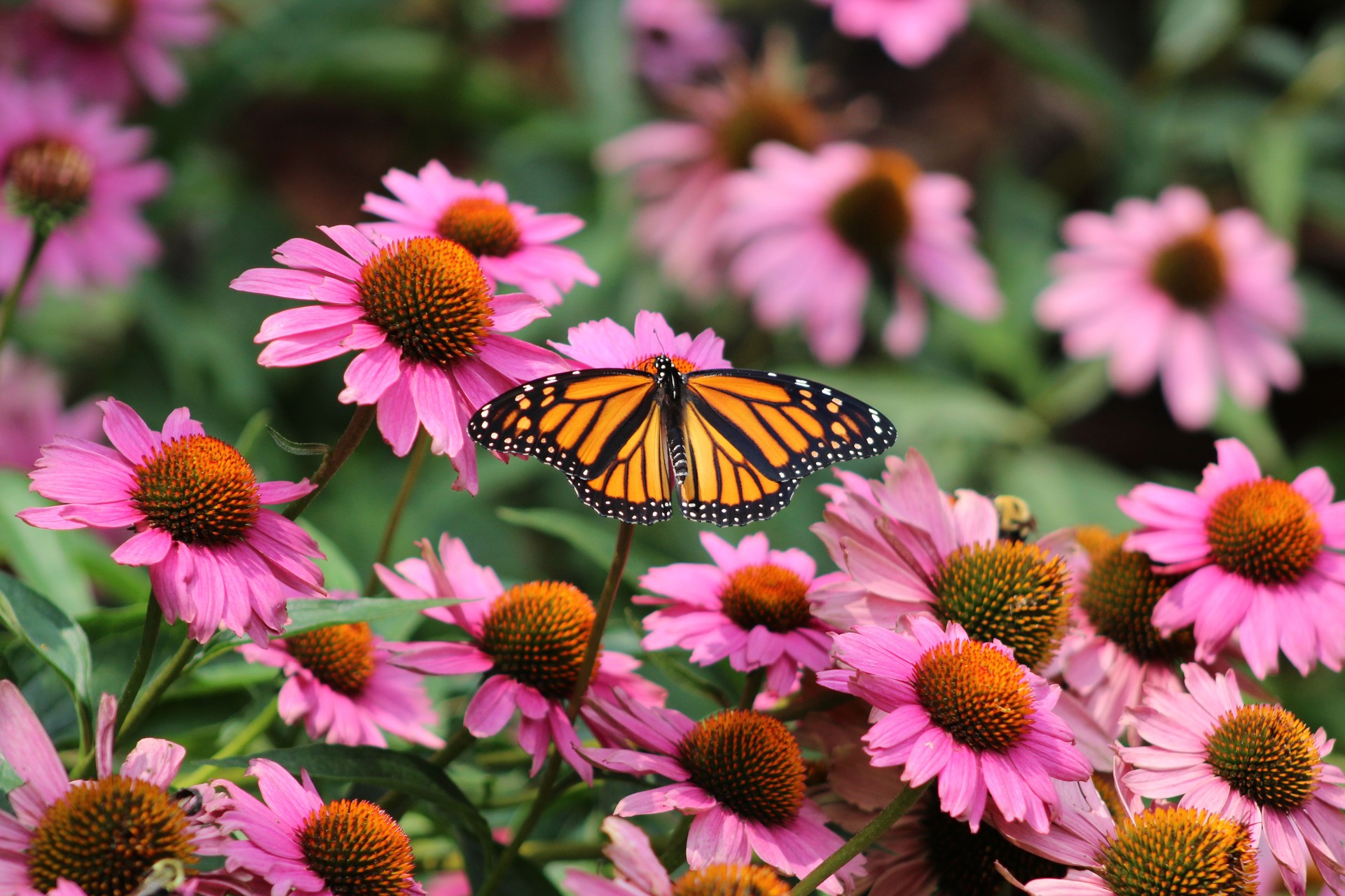Monarch Butterfly Danaus plexippus Field of Purple Coneflowers Echinacea purpurea