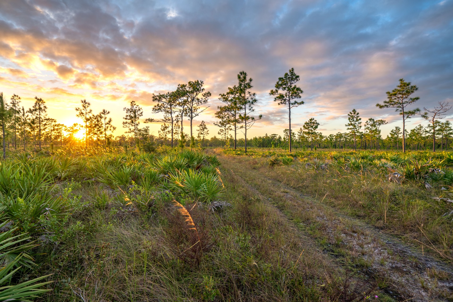 Vibrant Sunset in Orlando Florida at a Natural Central Florida Woodlands with Palm and Pine Trees Hal Scott Preserve