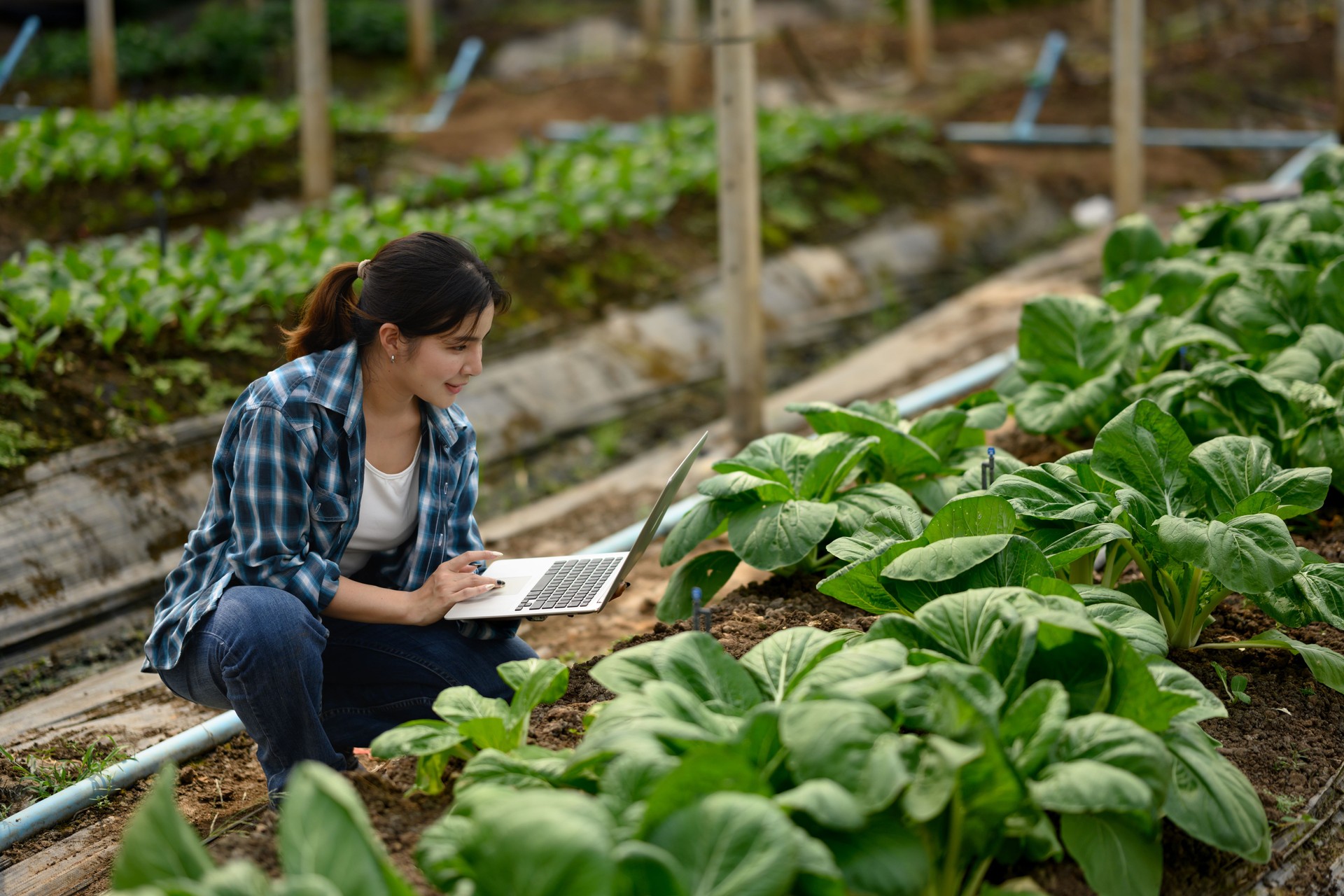 Young female farmer using laptop while monitoring crops in a greenhouse
