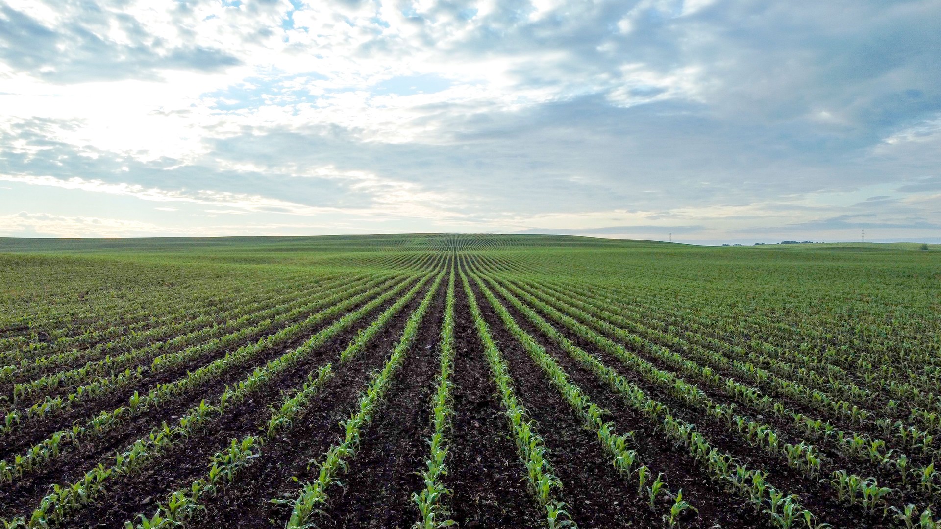 Aerial view of corn growing in green agricultural field